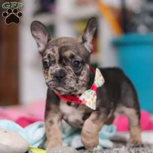 Chelsie, French Bulldog Puppy